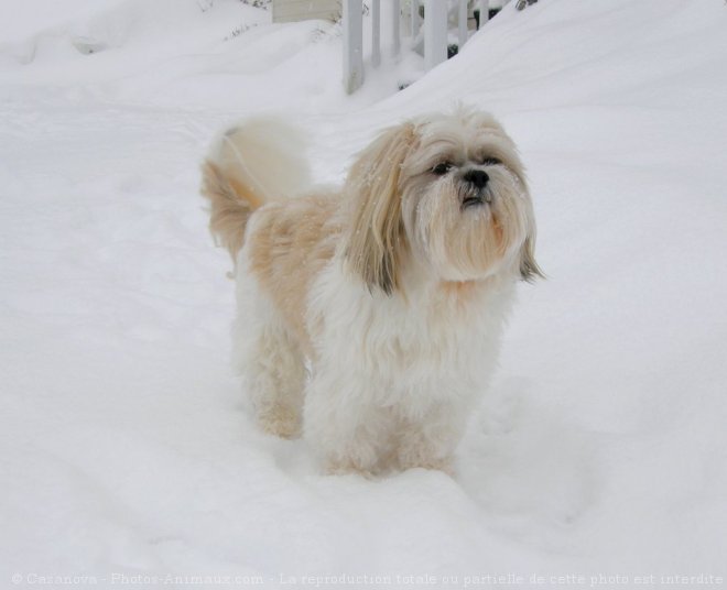 Photo de Shih tzu