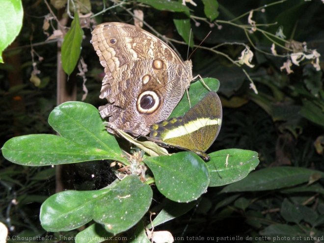 Photo de Papillon