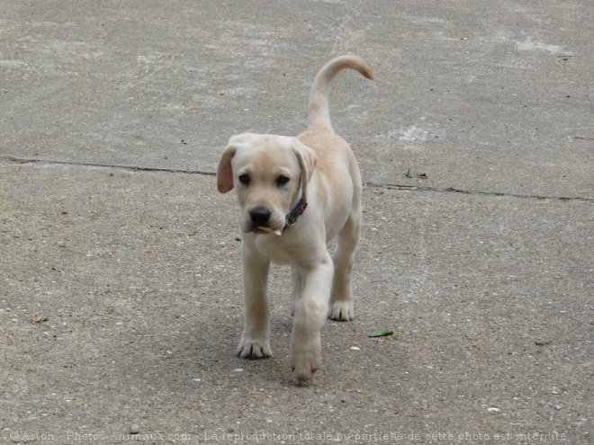 Photo de Labrador retriever