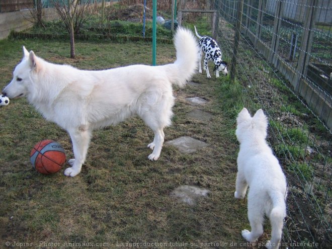 Photo de Berger blanc suisse