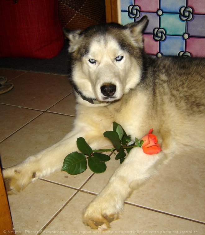 Photo de Husky siberien