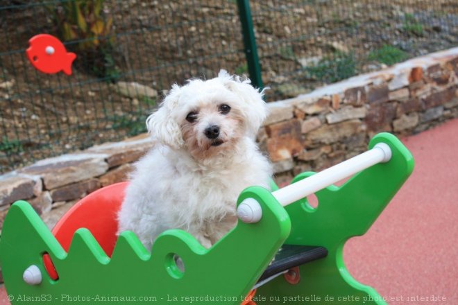 Photo de Bichon maltais