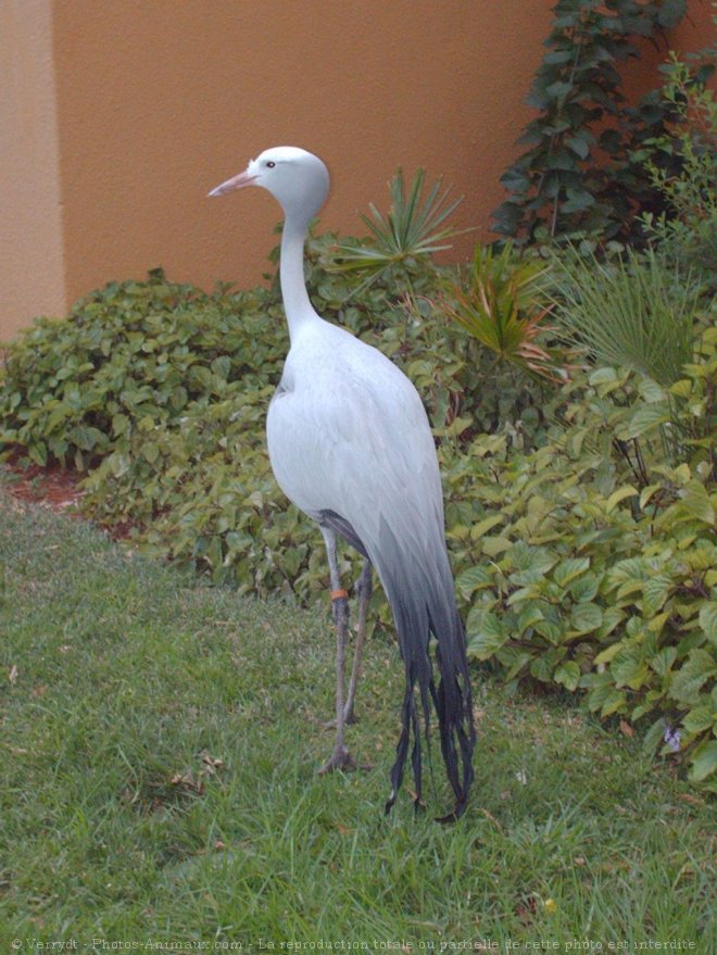 Photo de Grue du paradis