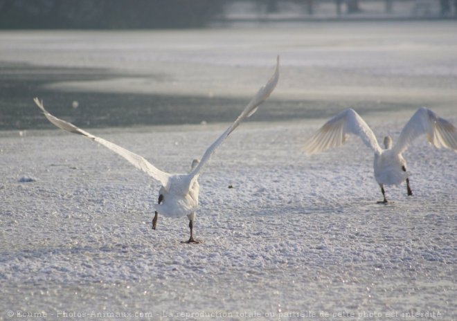 Photo de Cygne