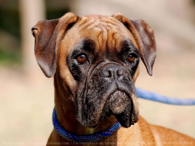 Photo de Boxer