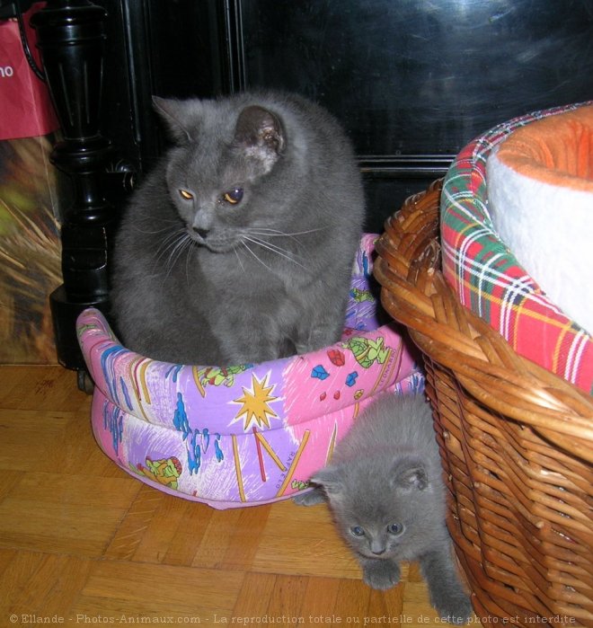 Photo de Chartreux