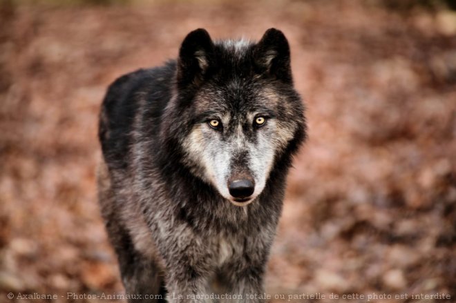 Photo de Loup