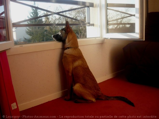 Photo de Berger belge malinois