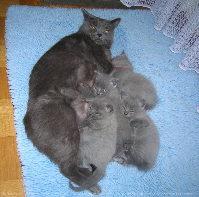 Photo de Chartreux