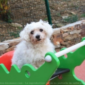 Photo de Bichon maltais