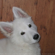 Photo de Berger blanc suisse