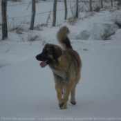 Photo de Leonberg