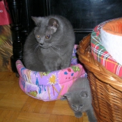 Photo de Chartreux