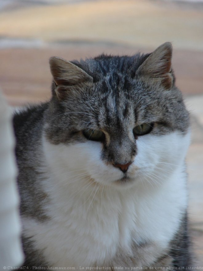 Photo de Chat domestique