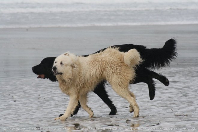 Photo de Races diffrentes