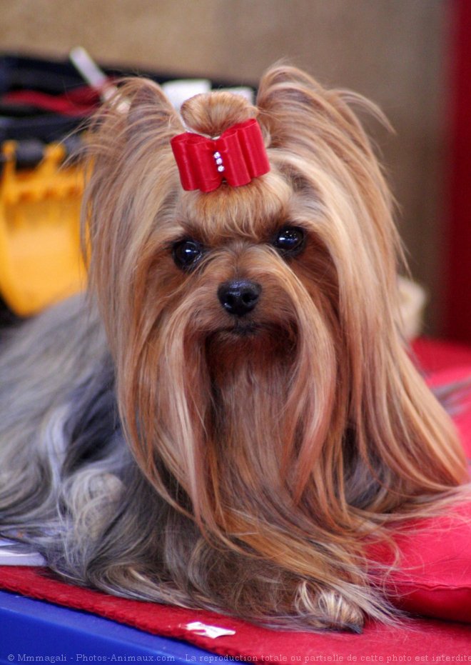 Photo de Yorkshire terrier