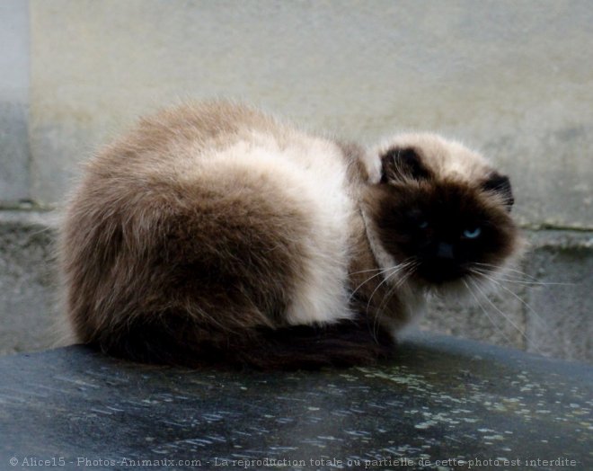 Photo de Chat domestique