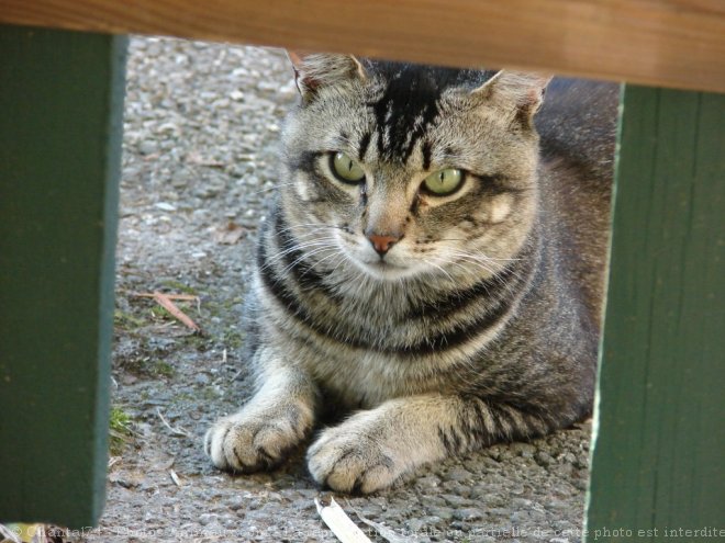 Photo de Chat domestique