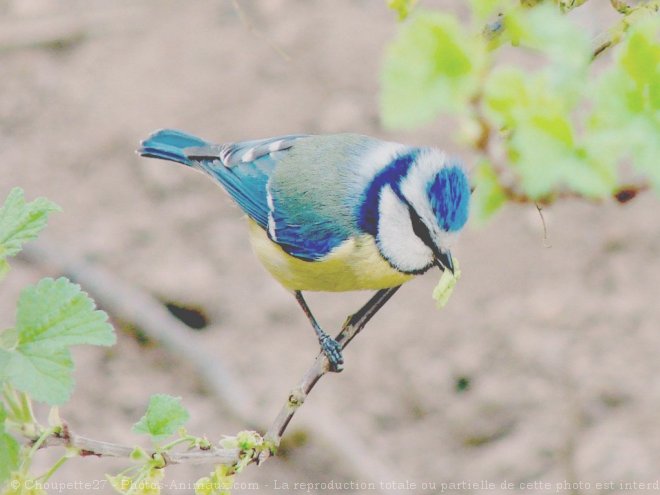 Photo de Msange bleue