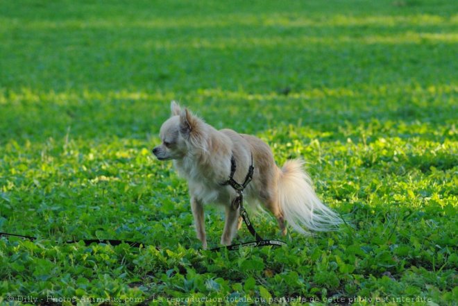 Photo de Chihuahua  poil long