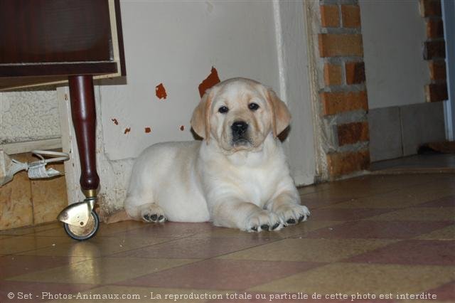 Photo de Labrador retriever