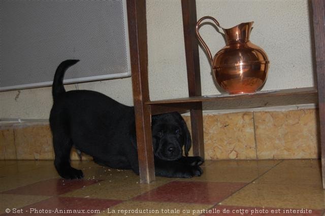 Photo de Labrador retriever