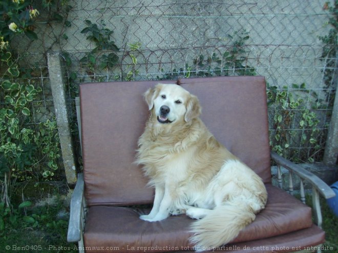 Photo de Golden retriever