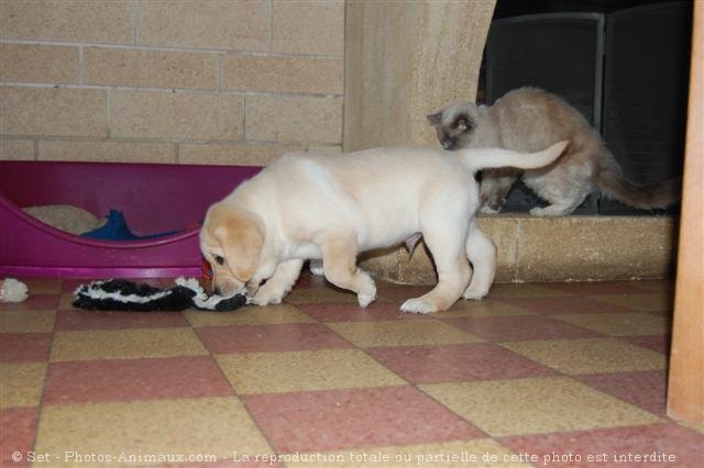 Photo de Labrador retriever