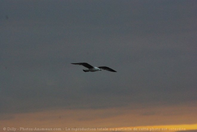 Photo de Mouette