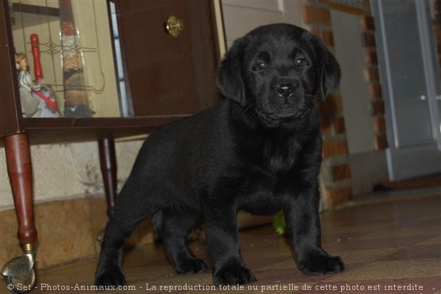 Photo de Labrador retriever