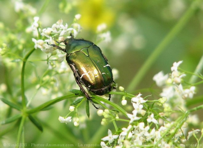 Photo de Ctoine dore