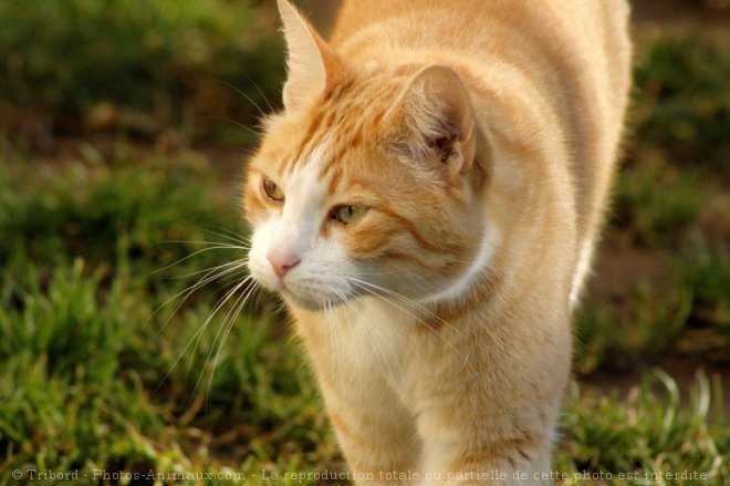 Photo de Chat domestique