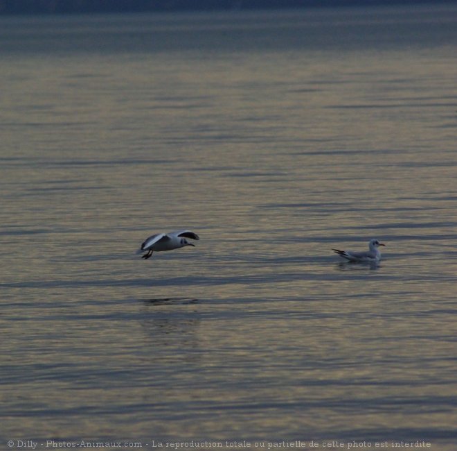 Photo de Mouette