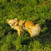 Photo de Chihuahua  poil long