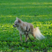 Photo de Chihuahua  poil long