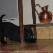 Photo de Labrador retriever