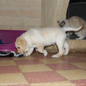 Photo de Labrador retriever