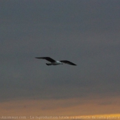 Photo de Mouette