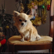 Photo de Chihuahua  poil long