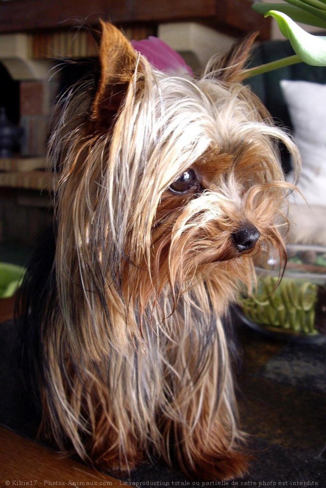 Photo de Yorkshire terrier