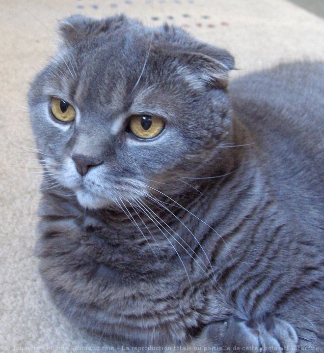 Photo de Scottish fold