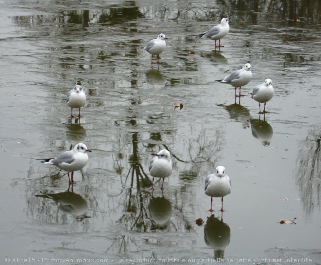 Photo de Mouette