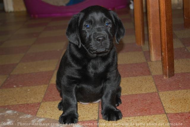 Photo de Labrador retriever