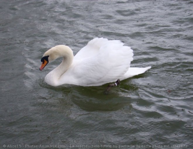 Photo de Cygne