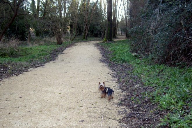 Photo de Yorkshire terrier