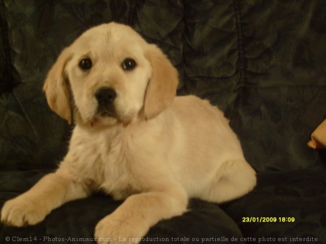 Photo de Labrador retriever