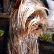 Photo de Yorkshire terrier