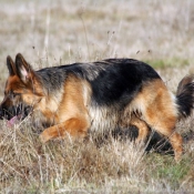 Photo de Berger allemand  poil court