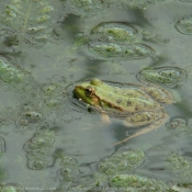 Photo de Grenouille