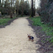 Photo de Yorkshire terrier